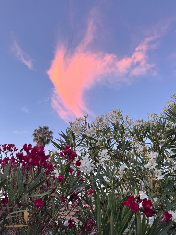 Cloud in the shape of a wing