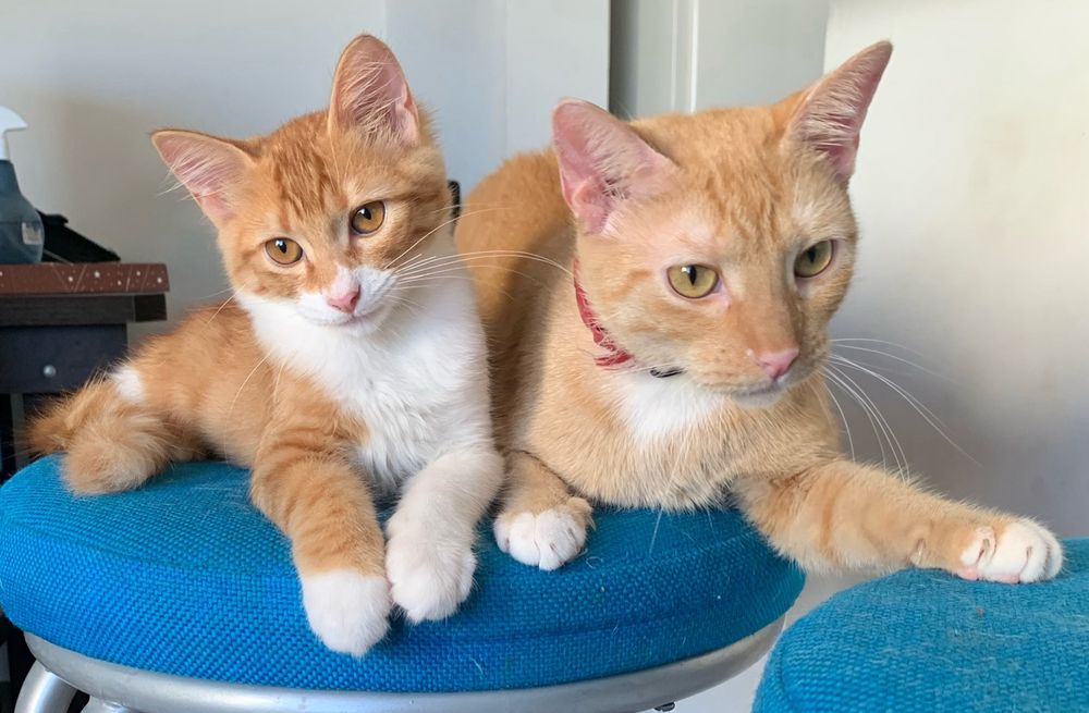 um gato laranja e branco, com olhos castanhos está à esquerda da foto. 
à direita há uma gata num tom de laranja mais claro e olhos verdes, ela tem uma mancha branca embaixo da cabeça.
ambos estão em cima de um estofado azul e a gata está com uma pata esticada para frente, apoiada em outro estofado.