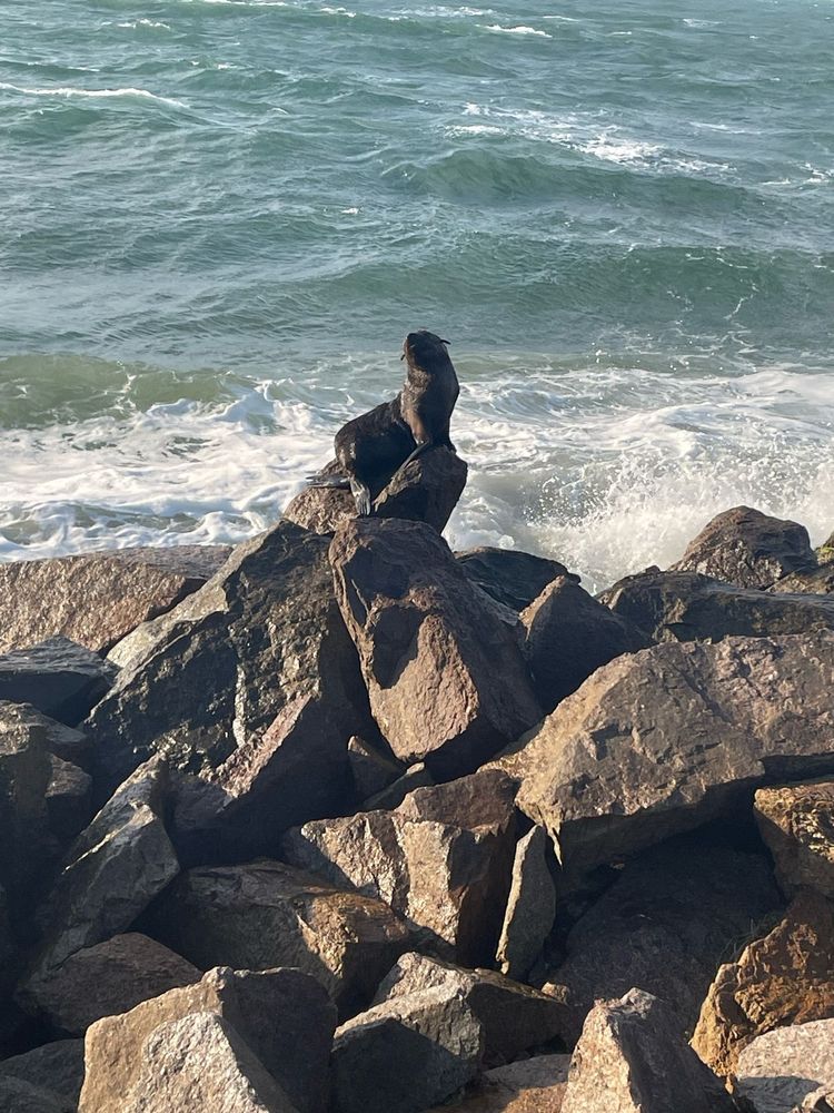 uma foca está sentada sobre um monte de pedras enquanto o mar quebra ao fundo e o sol ilumina toda a inagem