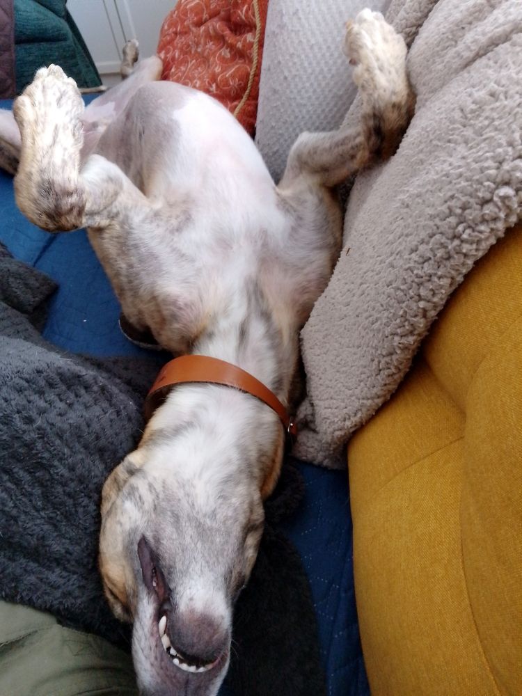 Red brindle greyhound asleep on his back with all 4 feet in the air. He's lying on a yellow couch on top of blue, black and beige blankets.