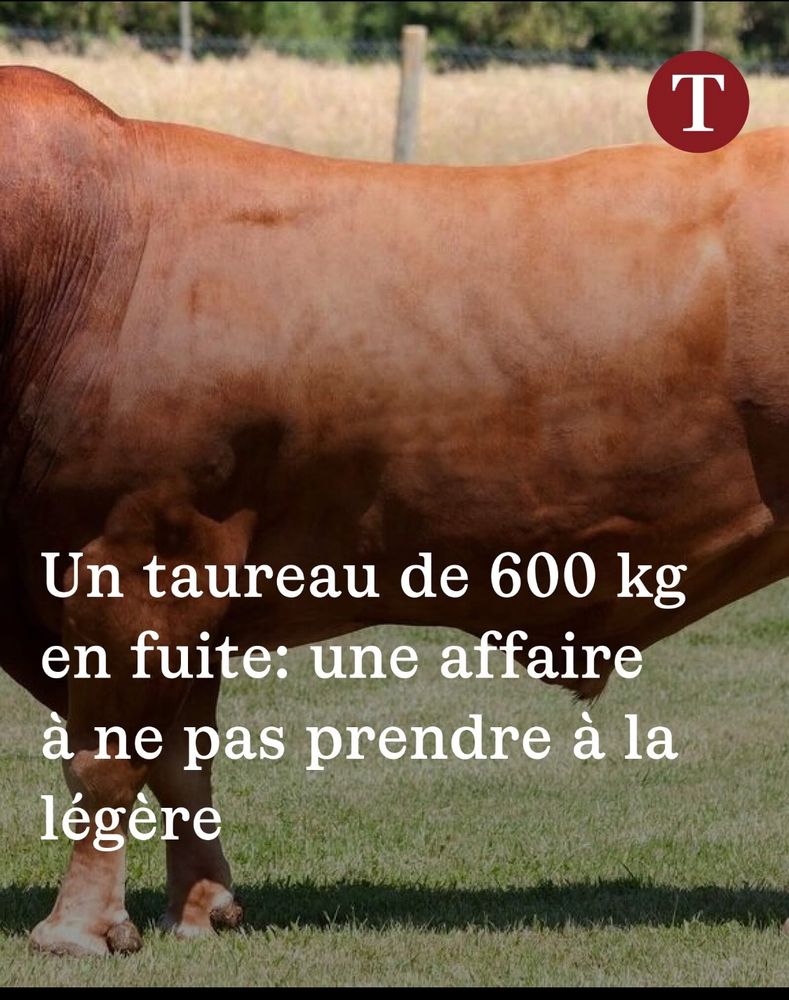 Un taureau de 600 kg en fuite: une affaire à ne pas prendre à la légère