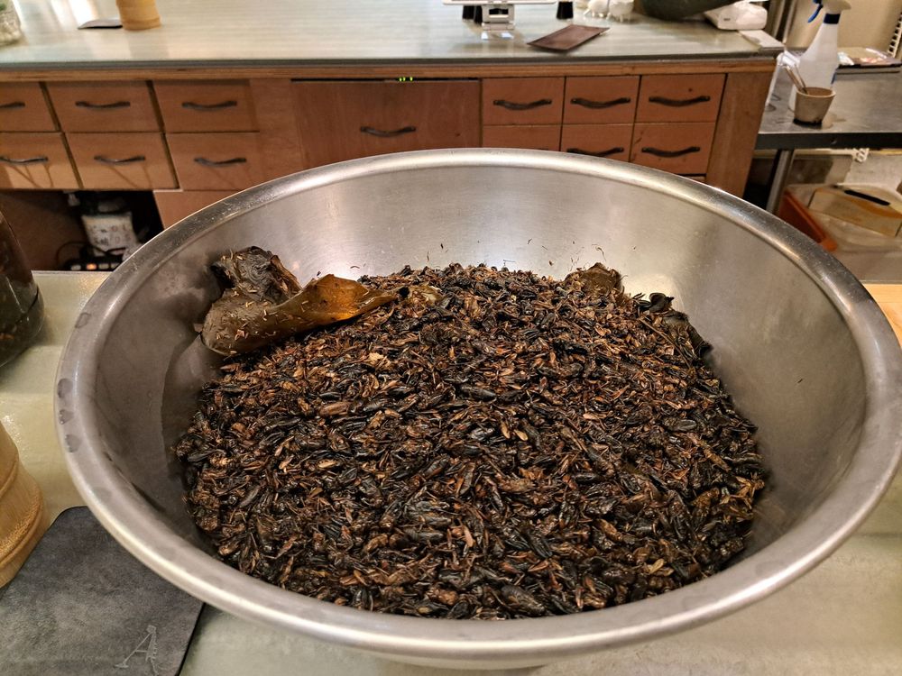 A big bowl of dried crickets with alguae and shiitake