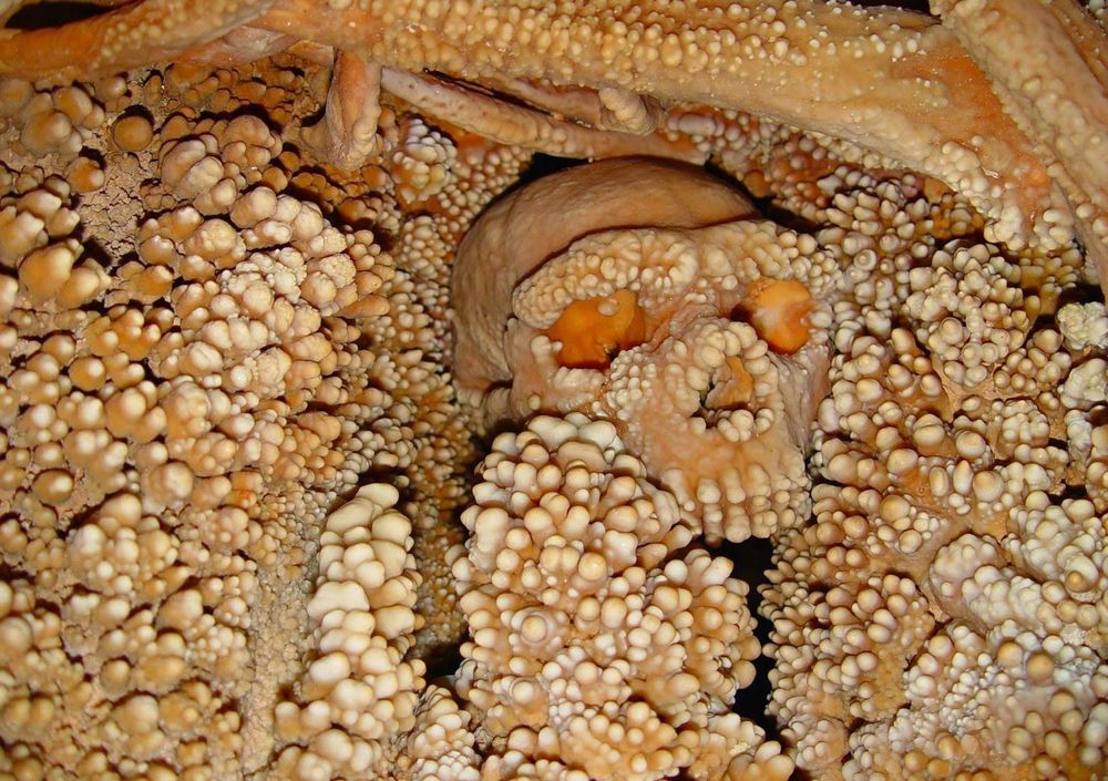 bones and a skull covered with the same bumpy knobs as the surrounding rock