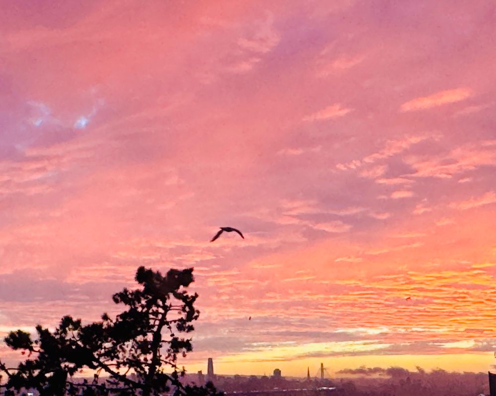 Pink, purple, yellow and orange skies last night over San Francisco skyline which is at very bottom of image. Western Gull flying towards the city, part of a pine tree at lower left.