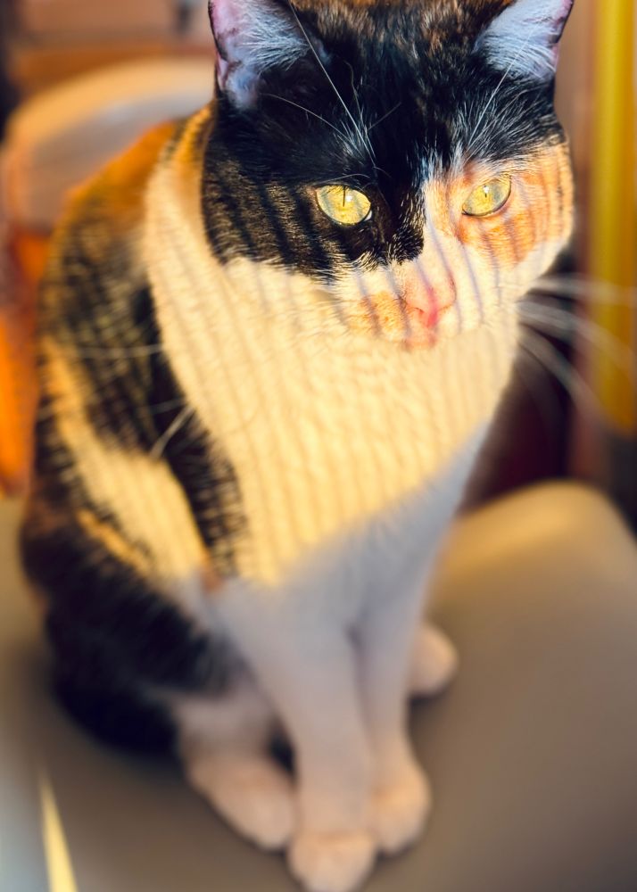 Calico cat sitting in late afternoon sun. It has turned the color or her eyes yellow and she has vertical yellow stripes on her chest. She is sitting on saddle-type chair.