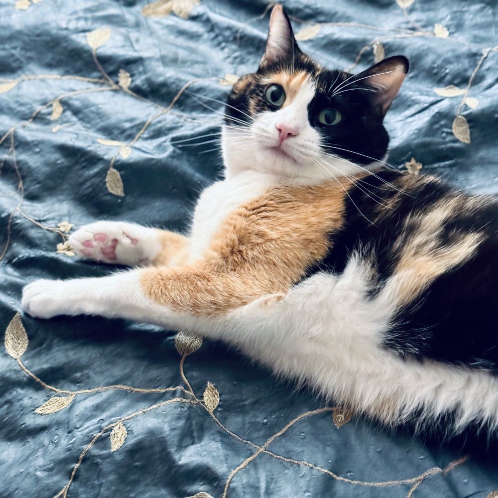 Calico cat with green eyes, camel, white and black fur, lying on bed with green comforter with yellow embroidery. She was sleeping and her expression is one of surprise that I'm standing next to her.