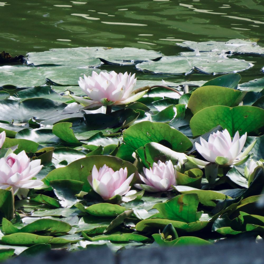 Dark green leaves on lily pads and bright pink flowers.