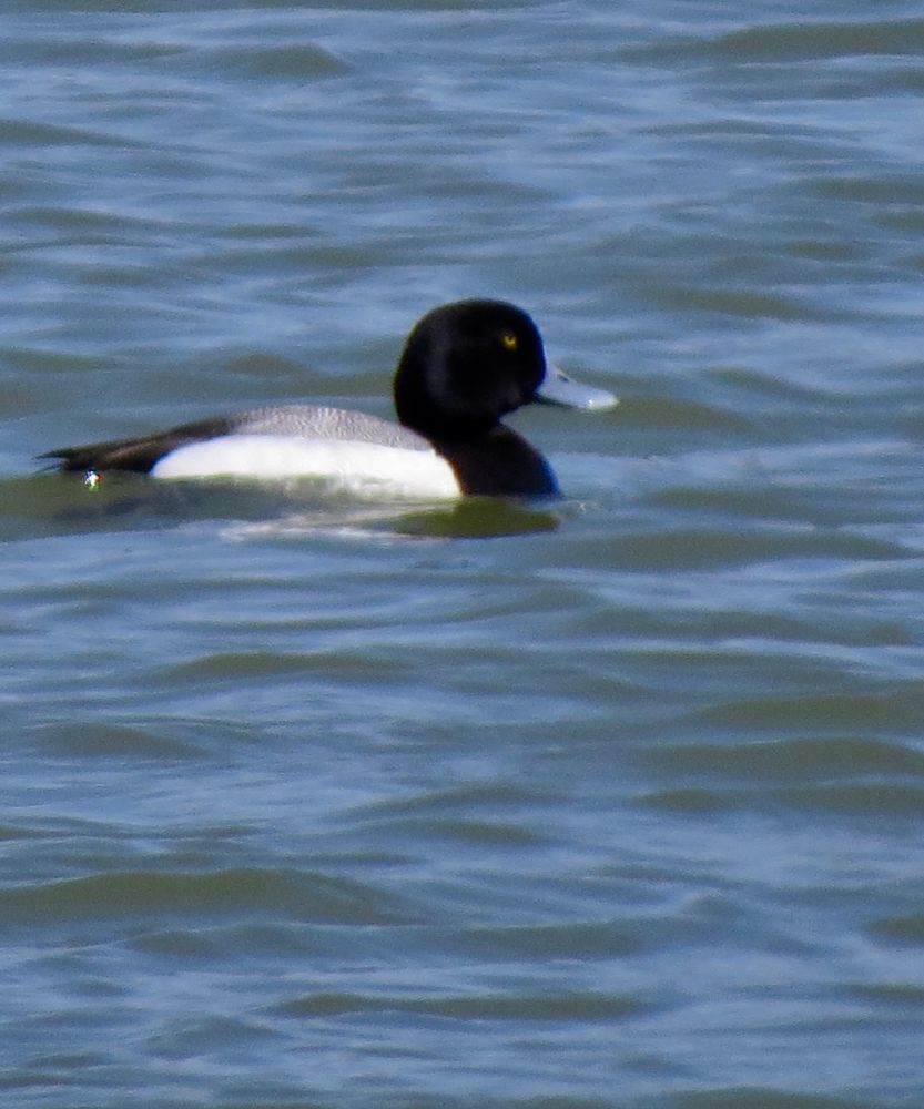 Medium-size diving duck with black head and chest, black tail feathers, gray and white pattern on back and white belly. Has gold eyes and a wide, blue beak. Water is deep blue-green with little ripples.
