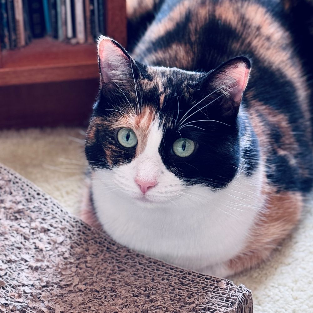 Calico cat lying down in loaf position with cat scratcher in front of her. She has green eyes, pink now, black, ginger and white fur. She's looking up at the camera.