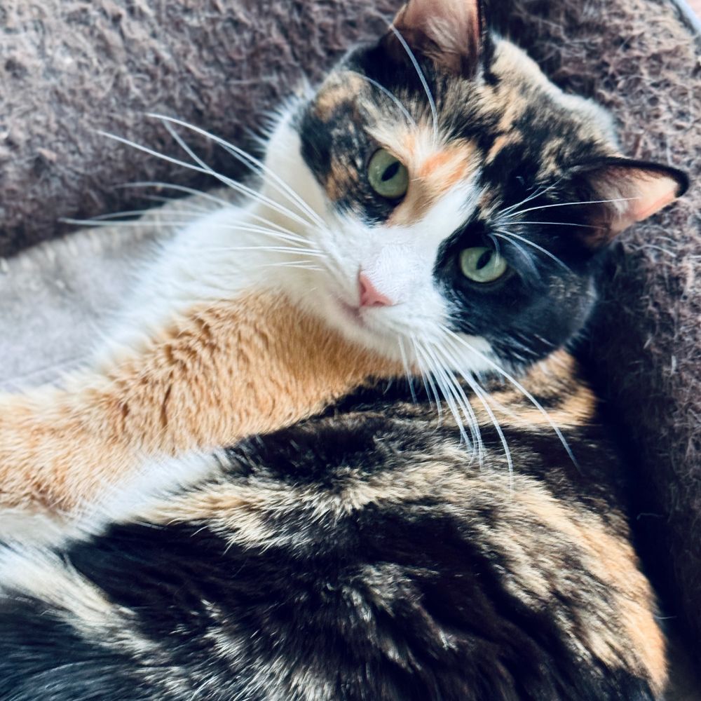 Calico cat lying down and looking over her left shoulder at me. Green eyes, pink nose, black, ginger and white fur. 