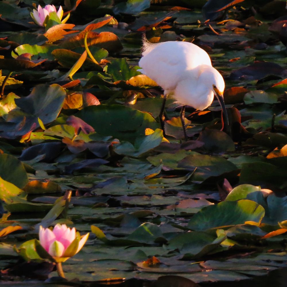 Large shorebird with white feathers, yellow eyes, black beak, black legs and yellow feet standing on Lilly pads in lagoon.