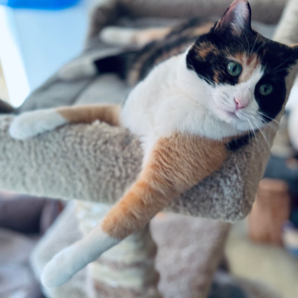 Calico cat lying on top of cat tower looking to her left.