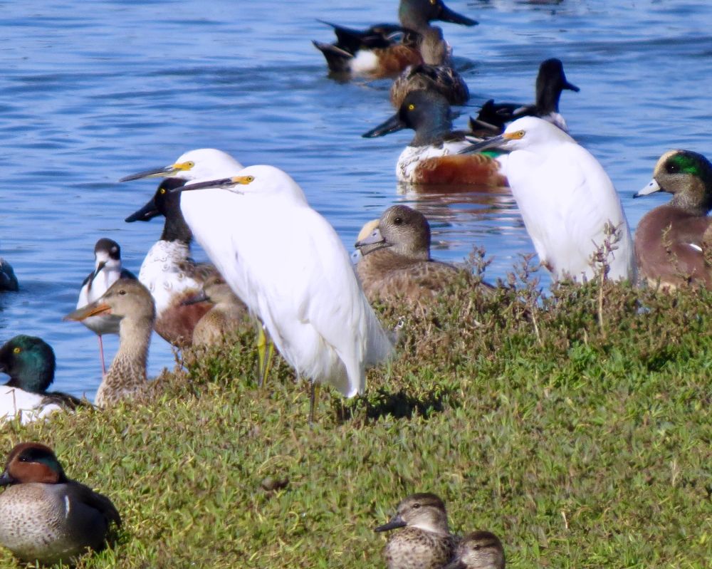 Large, white shorebirds along with a variety of ducks. Green grass and blue water.