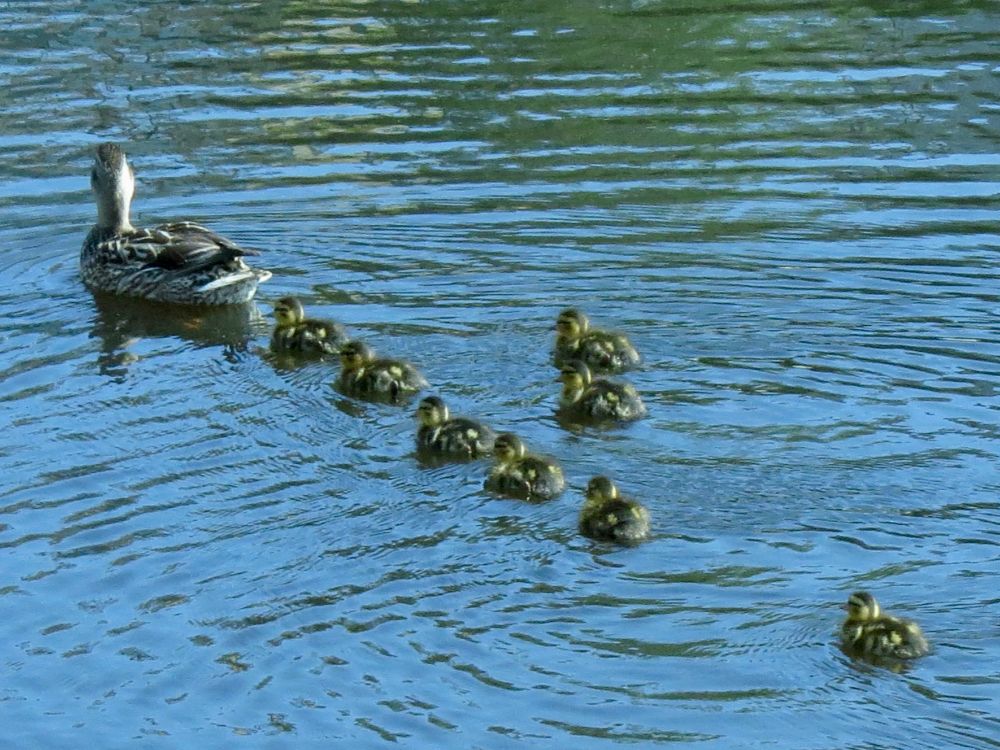 Mama Mallard with her baby ducklings all in a row, with the exception of two wanderers. The last duckling is hold space for their siblings. Blue water of lagoon next to San Francisco Bay.