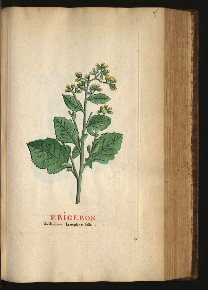 white page with image of a green plant with written description in red and black below