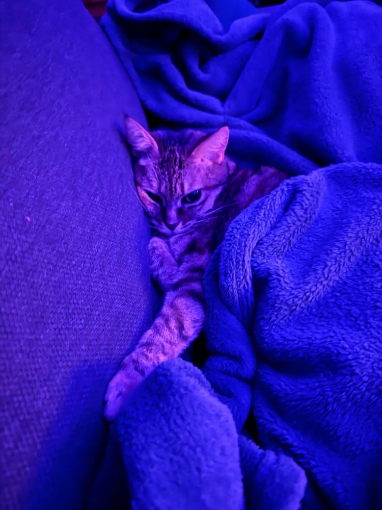 just a very similar second pic of the same scene