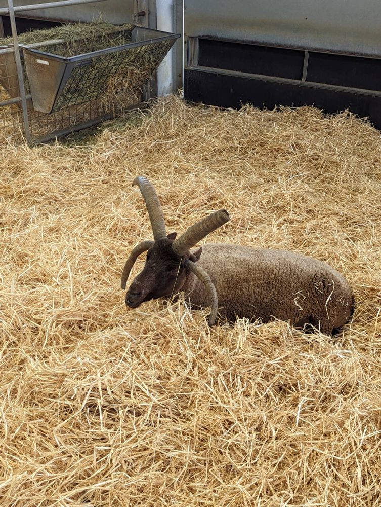 A goat with 4 horns in an X. This breed can have up to 6 horns! 