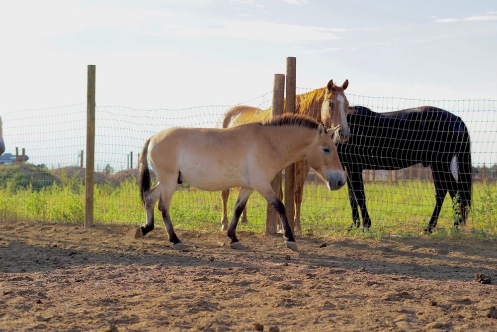 ‘Ferrari in a junkyard’: Mules sold at auction are rare, endangered horses