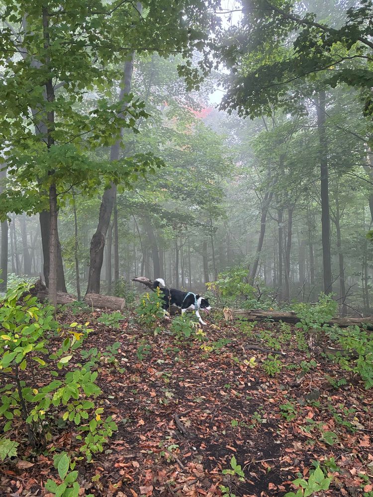 A border collie running in a forest. There is dense fog and the forest floor is covered in leaves 