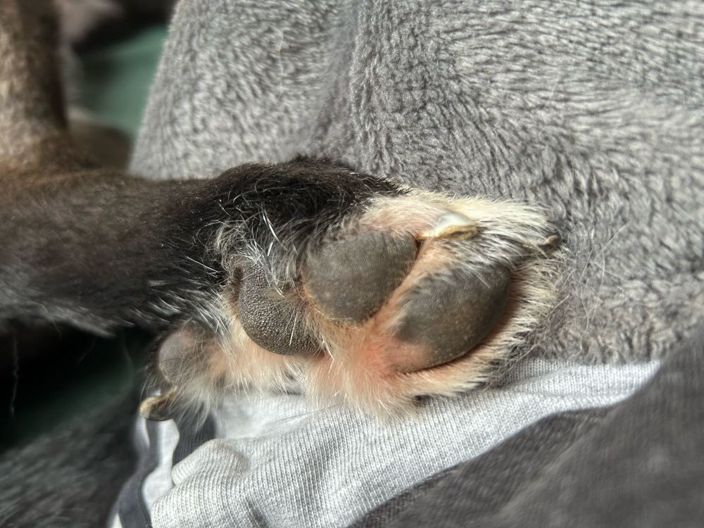 Grossaufnahme der Pfote eines liegenden Hundes. Zwischen den Ballen sieht man etwas helles Fell. Das Fell am Bein ist schwarz, die Pfote weiß, die Ballen dunkelgrau.