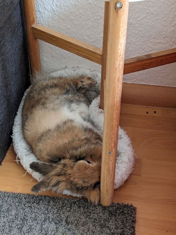 Braunes Kaninchen liegt auf der Seite in einem Kuschelbett und schläft.