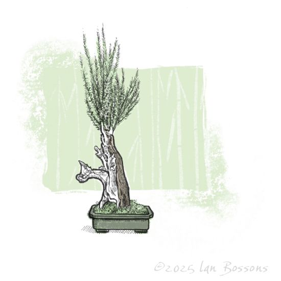 A black and white ink drawing of a gnarled tree in a pot. There is a splash of grey/green on the pot, a strip of brown on the trunk, some green moss and a pale tint of green in the background which has a suggestion of bamboo pattern.