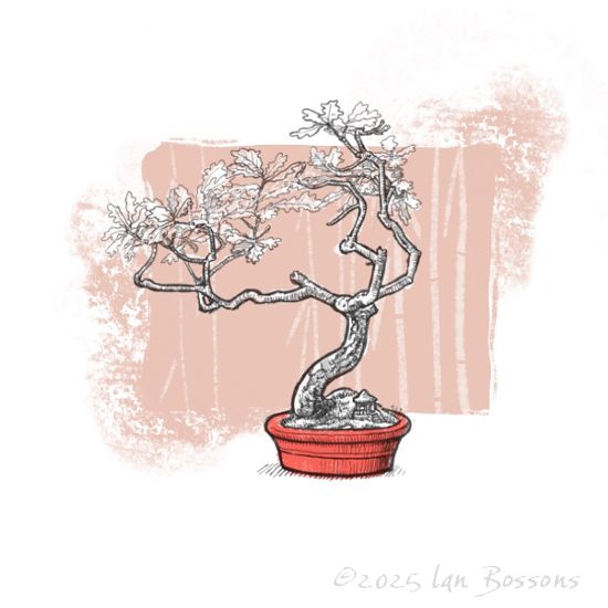 A black and white ink drawing of gnarled tree in a pot. There is a splash of colour on the pot and a pale tint of colour in the background which has a suggestion of bamboo pattern.