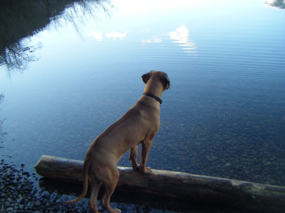 a Rhodesian ridgeback stands at the edge of a lake looking out across the water