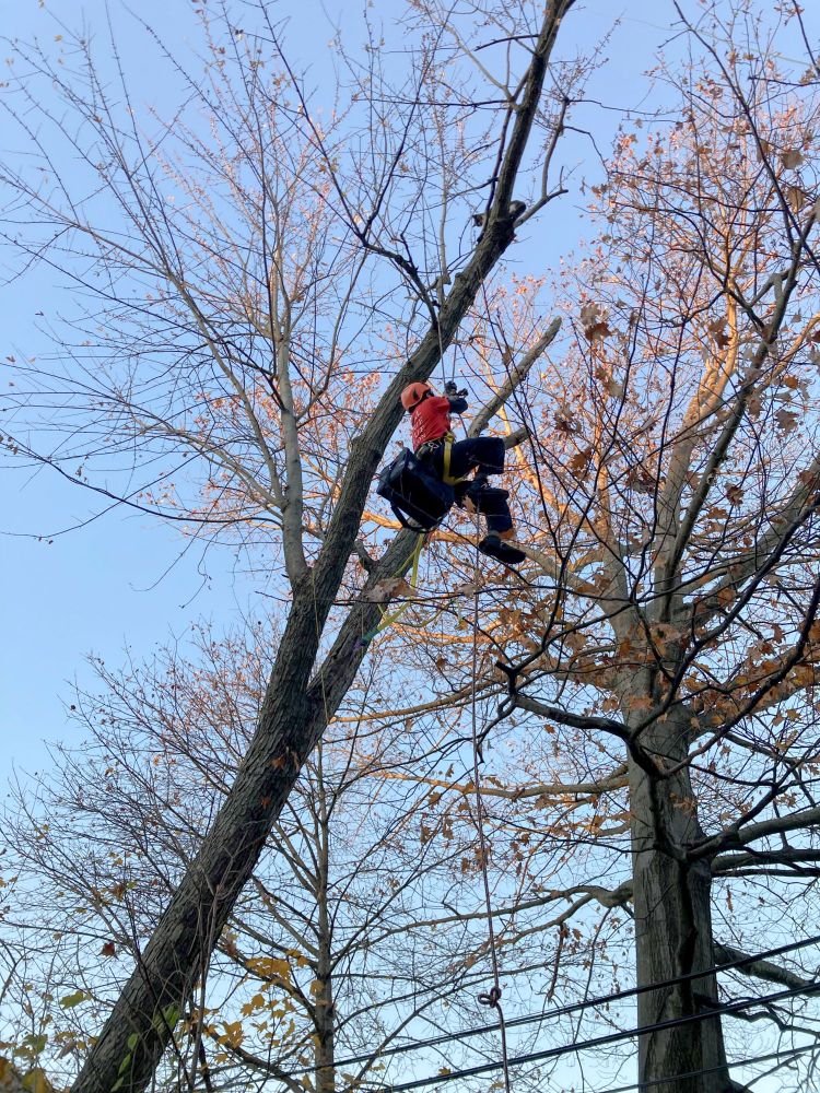 David Anderson of the ARL Boston made the ascent to retrieve Fats the cat from his treetop perch in Uphams Corner on Nov. 29.