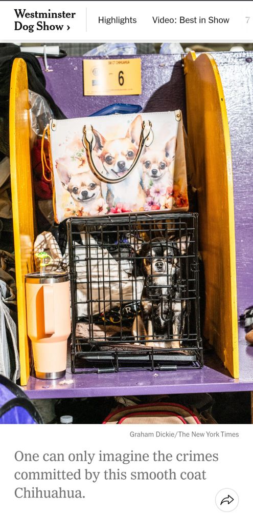 A mean looking Chihuahua in a cage. The caption reads "One can only imagine the crimes committed by this smooth coat Chihuahua."