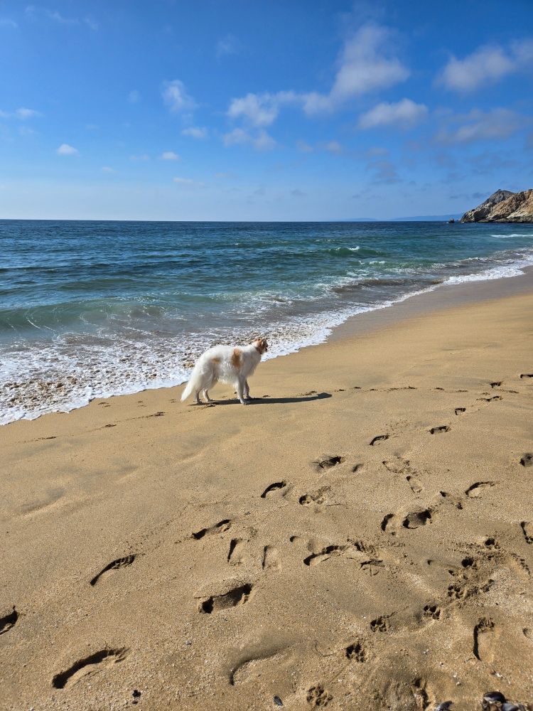 Borzoi on a beach