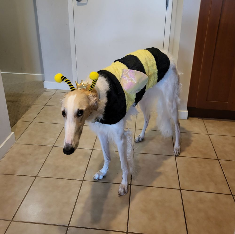 A dog dressed as a bee