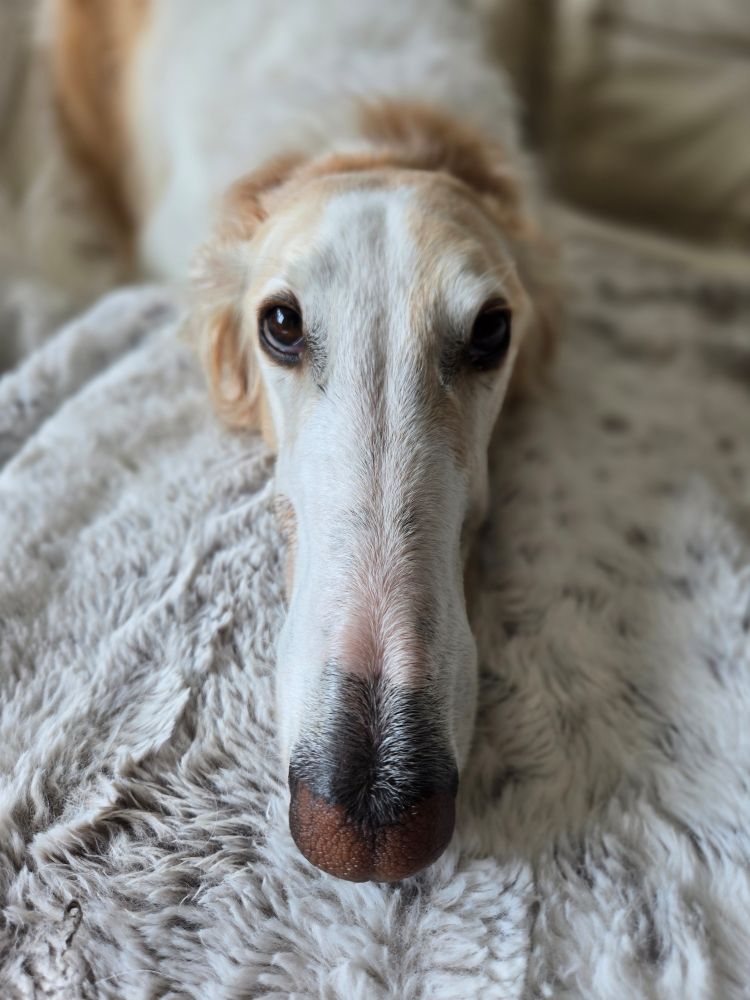The long snoot of a borzoi