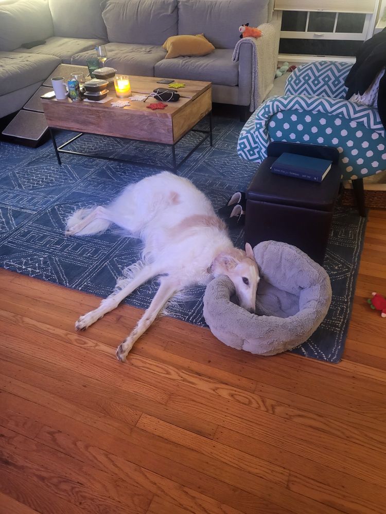 A borzoi using a small dog bed as a pillow