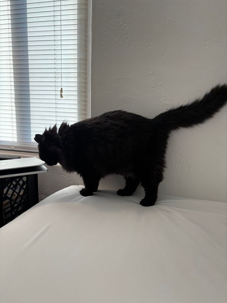 Black fluffy cat closing my MacBook Pro's laptop lid with its head