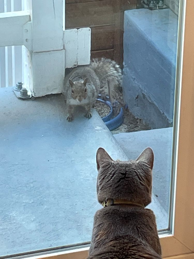 Grey cat looking through sliding glass door at a squirrel on the cement patio 