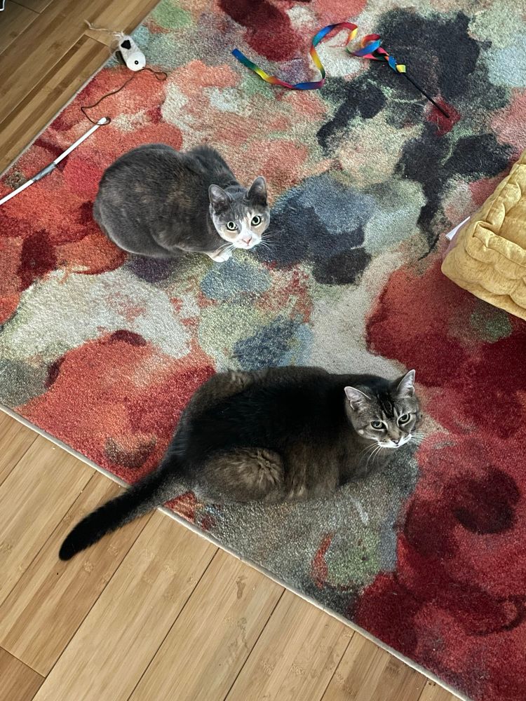 Aerial shot of an orange/grey/white calico cat sitting next to a brown cat with large black stripe down back on a multicolored rug