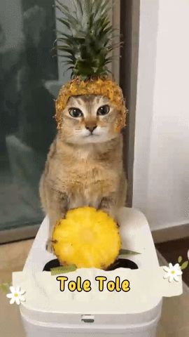 a cat is wearing a pineapple hat and holding a slice of pineapple ..