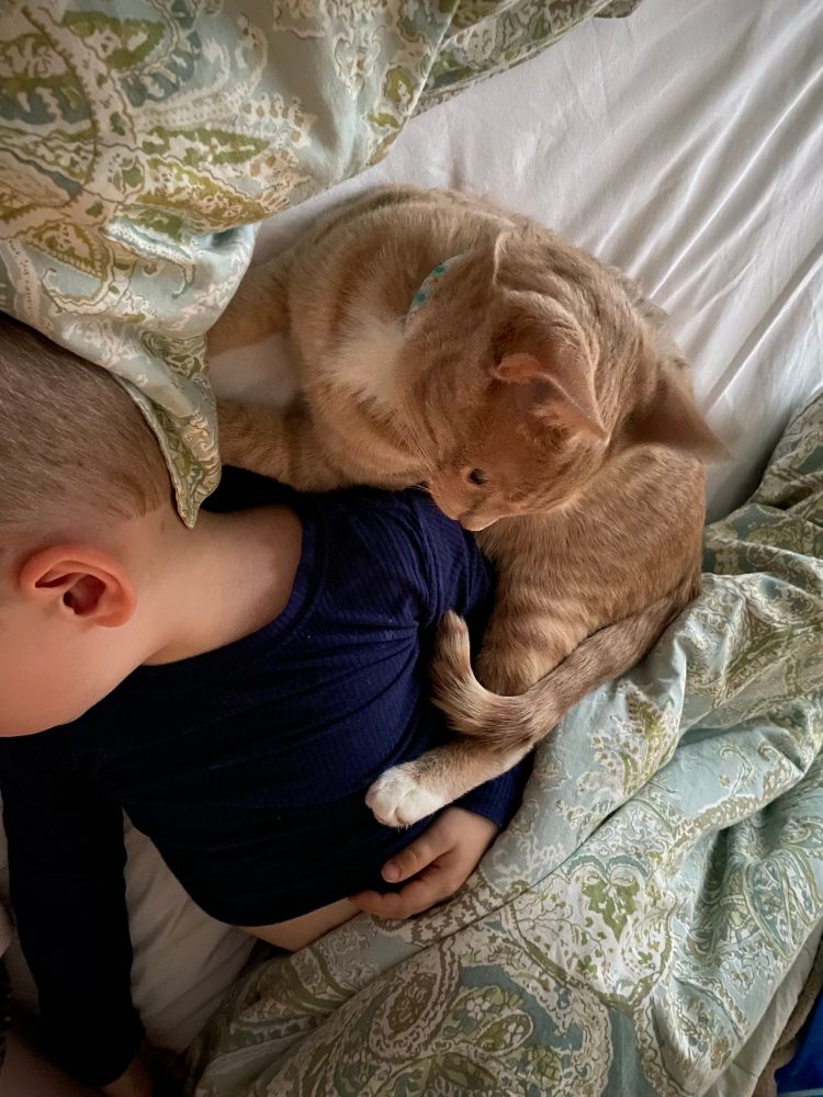 Orange tabby curls up around boy in blue PJs in bed