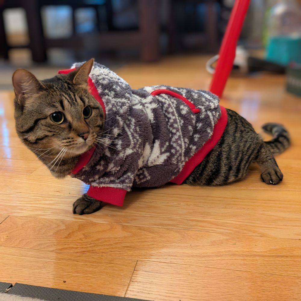 A gray tabby cat in Christmas pajamas.