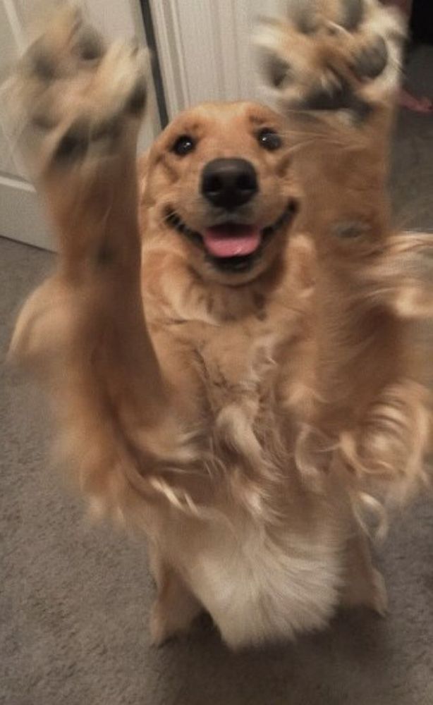 Silly Happy dog :p