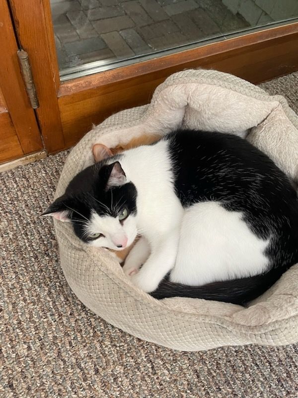 Mosh Pit, a black and white cat, curled up on top of Wegmans, an orange longhair cat. Weggy is barely visible from under Moshy.