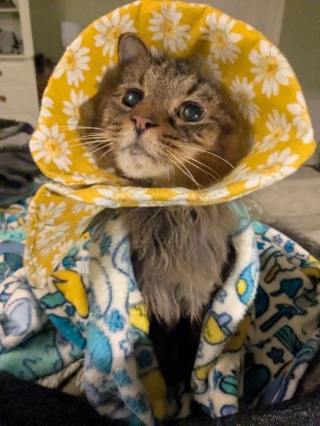Tiggy, a 17yo longhair cat. He is wearing a yellow soft-sewn cone printed with daisies, and draped in a blanket.