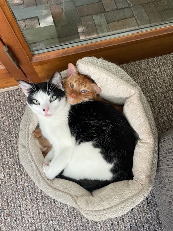 The same cats, but with their attention towards the camera. Weggy has popped his head up from under Moshy.