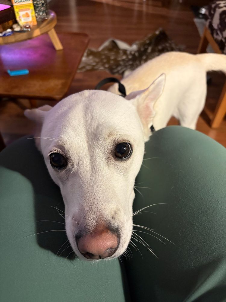 Shona's neighbour's dog, Pappu. She is a small mix, with creamy white fur and pointed ears with blonde spots. She's got her head on Shona's knee and is looking into the camera with big brown eyes. 
