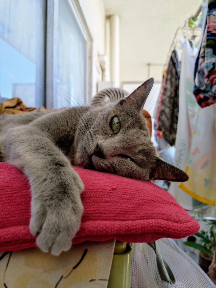 A Russian Blue relaxing. 