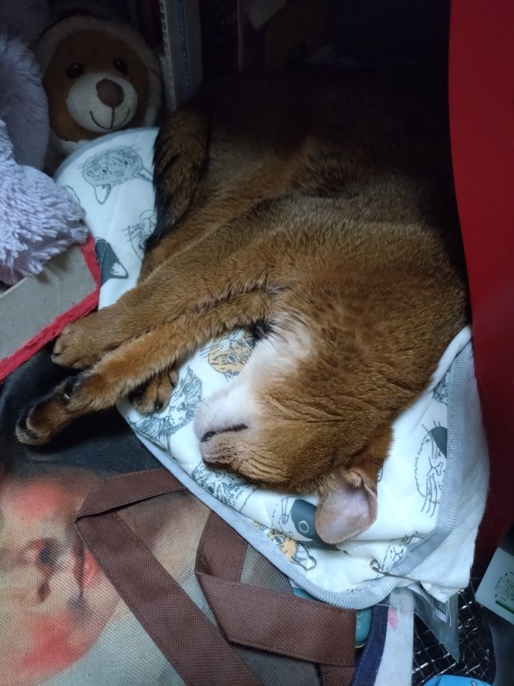 An Abyssinian dead asleep. 