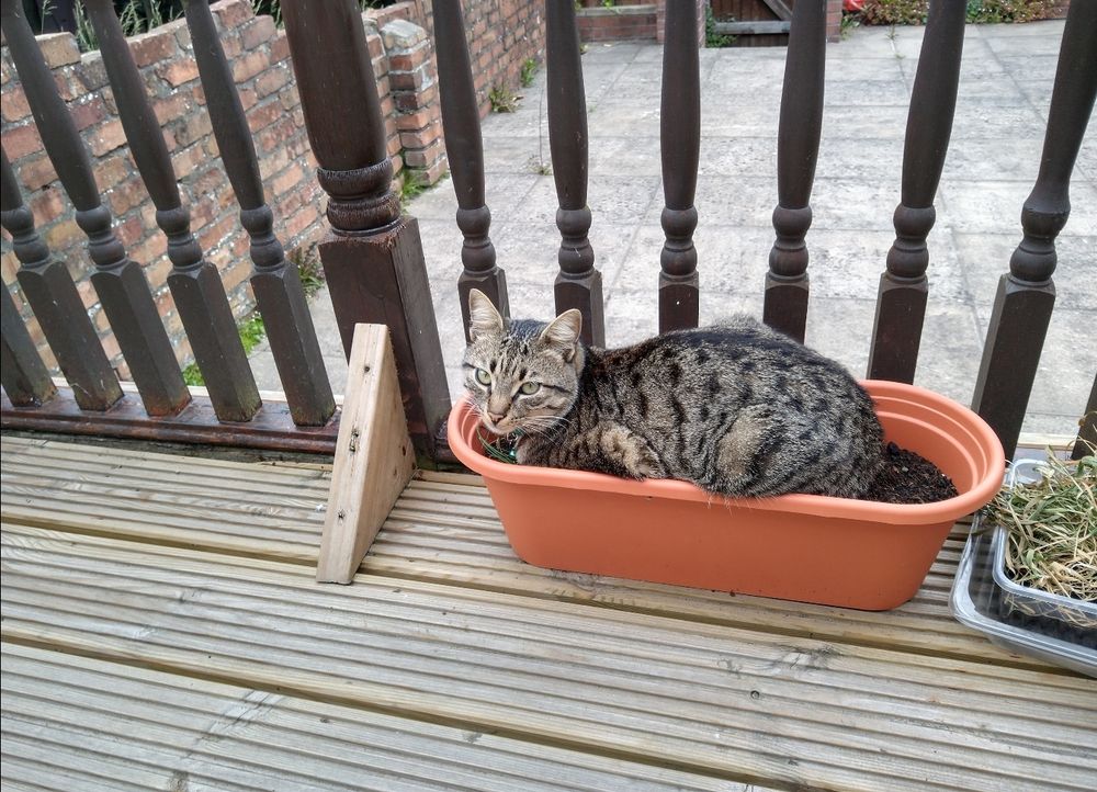 Cat in a flower pot