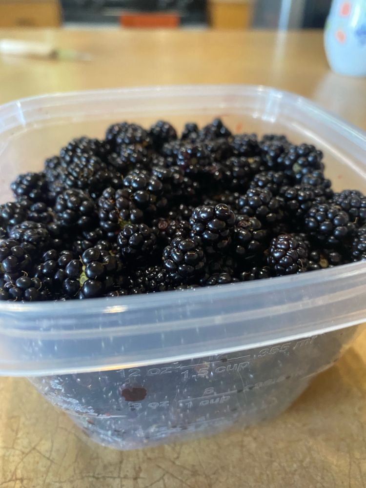 A container full of picked ripe blackberries.
