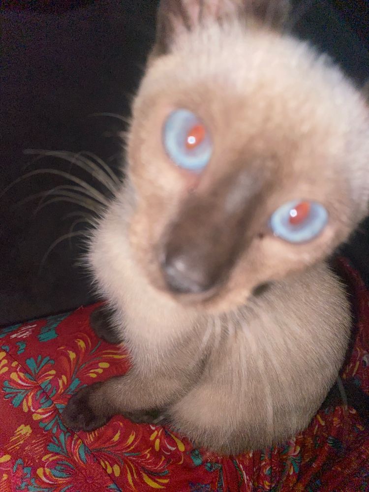 Como assim hj nao é segunda